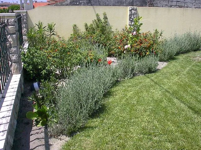Flores e jardim